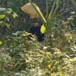 beruang hitam