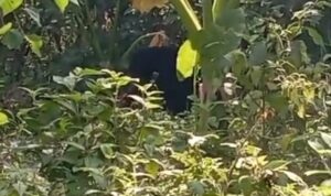 beruang hitam