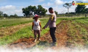 bhabinkamtibmas-gunung-medan-sambangi-warga-tanam-cabai-dan-kacang-253004-102059