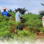 bhabinkamtibmas-kunjungi-lokasi-ketahanan-pangan-di-nagari-panyubarangan-253004-110125
